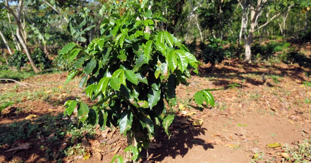 Coffee plant at Cuba