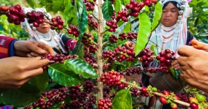 robusta vs arabica vietnamese coffee